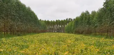 Estudos mostram um conjunto de métodos que ajudam a reorientar uma agricultura inteligente e sustentável