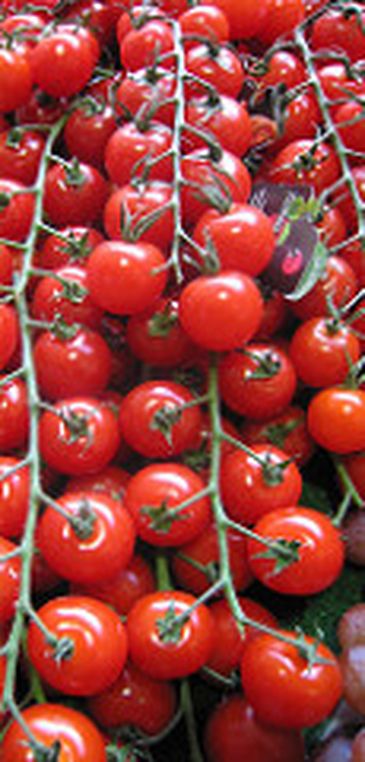 O ensacamento da flor do tomate pode evitar as pragas, e a redução do uso de inseticidas.