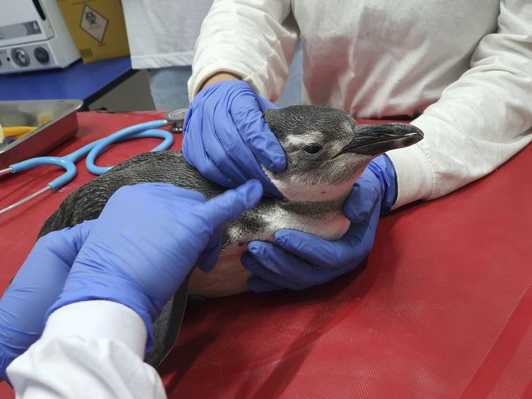 Pinguins resgatados na costa brasileira.