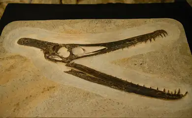 Rio de Janeiro (RJ), 07/05/2024 – Parte dos fósseis recebidos são apresentados durante evento no Museu Nacional, na Quinta da Boa Vista, no Rio de Janeiro. Foto: Tomaz Silva/Agência Brasil