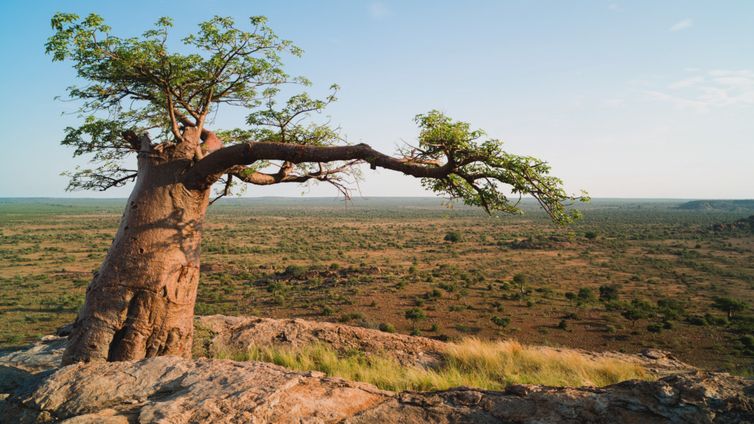 Vida Selvagem na África apresenta a rica fauna e flora de Mashatu