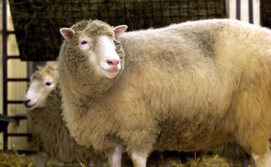 A ovelha Dolly foi o primeiro animal clonado a partir de células adultas no mundo.