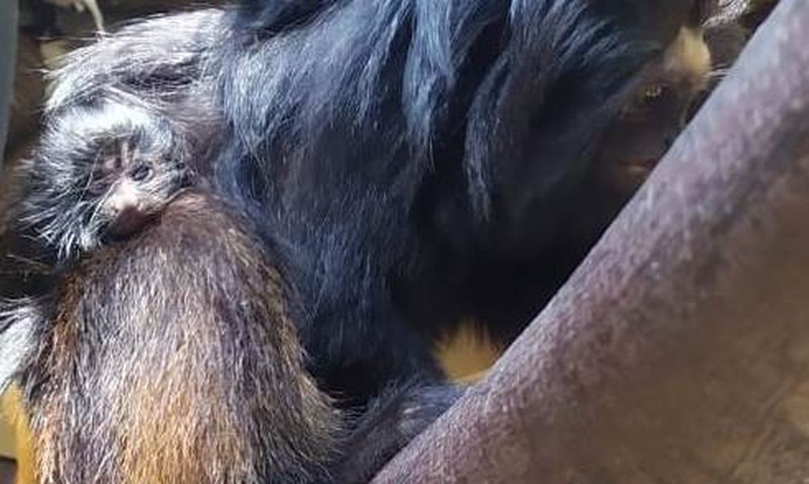 El Zoo de São Paulo anuncia el nacimiento de dos titíes leones negros |  Agência Brasil
