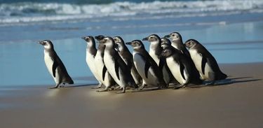 Pinguins 