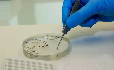Rio de Janeiro (RJ) 09/02/2024 - Especial para matéria - Mosquitos com Wolbachia reduzem casos de dengue em Niterói.
Foto: Flávio Carvalho/WMP Brasil/Fiocruz