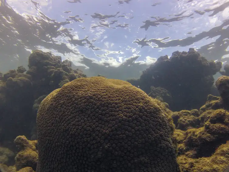 Tamandaré (PE), 25/10/2023 - Coral Montastraea cavernosa no recife Pirambu, na APA Costa dos Corais. Foto: Fernando Frazão/Agência Brasil