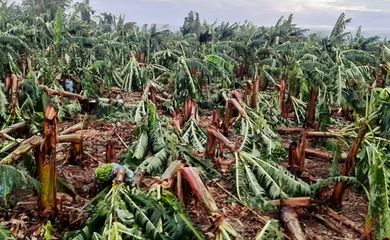 São Paulo (SP) 16/02/2024 - Chuva de granizo destrói plantações de banana.
Foto: ABAVAR/Divulgação