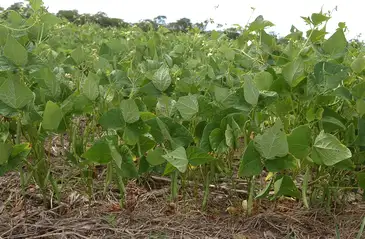 Plantação de Feijão, Unai- MG
