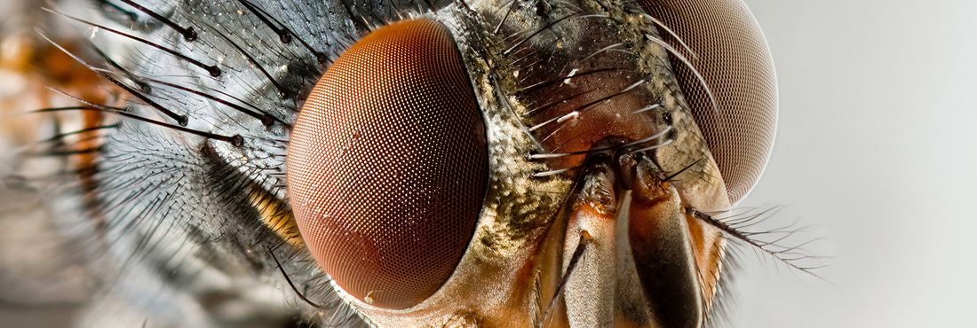 A mosca doméstica pode viver até 30 dias