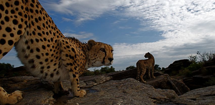 Órfãos da Vida Selvagem