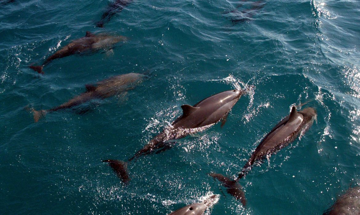  Golfinhos em Fernando de Noronha (PE),