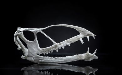 Crânio Pterosauria impresso 3D.