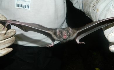 Aumentam, em Salvador, casos de ataques de morcegos da espécie Desmodus rotundus a seres humanos