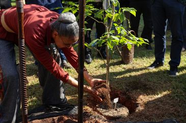 Rio de Janeiro (RJ), 22/05/2025 – A ministra do Meio Ambiente e Mudança do Clima, Marina Silva participa de plantação de árvore durante celebração do Dia Internacional da Biodiversidade, no Jardim Botânico do Rio de Janeiro, na zona sul da capital fluminense. Foto: Tomaz Silva/Agência Brasil