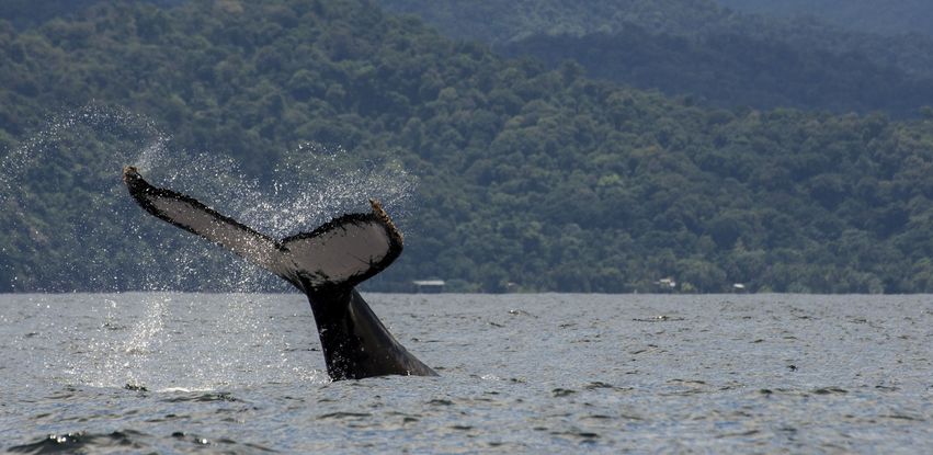 Série documental revela o desafio das baleias-jubarte