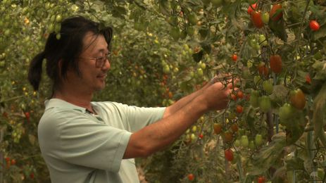 Japoneses trouxeram técnicas de horticultura ao DF