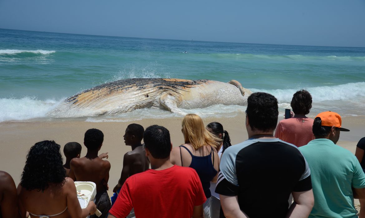 Rio de Janeiro - Baleia morta encalha na Praia do Arpoador, em Ipanema, na zona sul do Rio (Tomaz Silva/Agência Brasil)