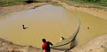 Em algumas regiões da Amazônia, piscicultura tem se tornado ambiente propício para o mosquito da malária, por ter criadouros em águas paradas e em ambientes silvestres. 