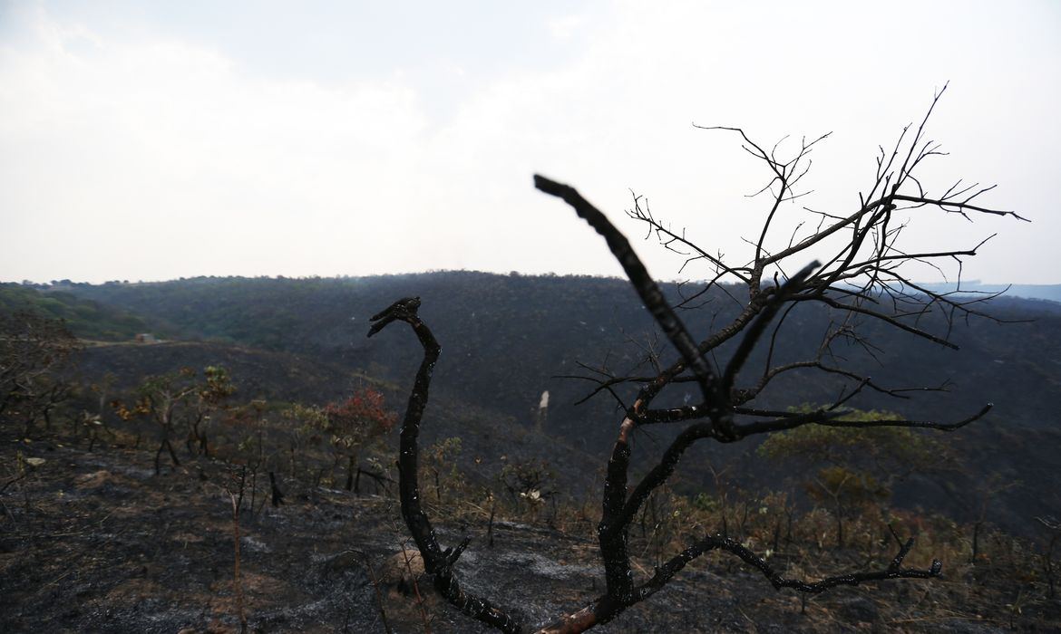 Brasília - Incêndio destrói cerrado na região do Lago Oeste, no Distrito Federal (Fabio Rodrigues Pozzebom/Agência Brasil)