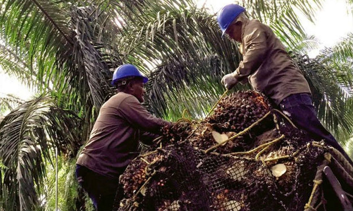 ONU alerta para praga mundial de besouros que está destruindo palmeiras em vários países
