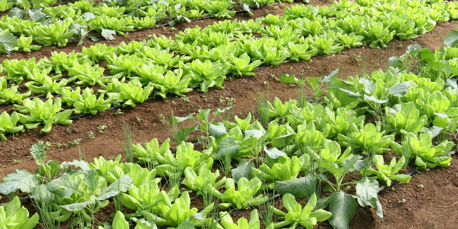 Brasil terá programa nacional para produção de alimentos saudáveis