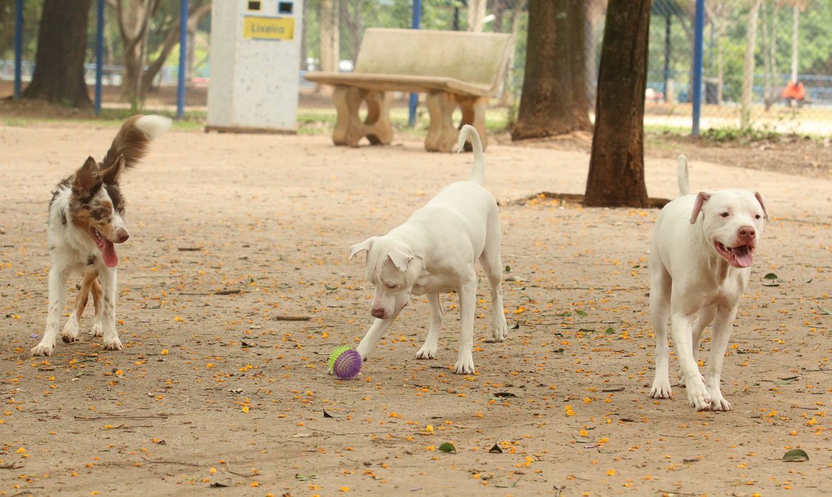 Rovena Rosa/Agência Brasil Tutores com cães no Parcão, espaço exclusivo para cachorros, na Praça Ayrton Senna do Brasil.