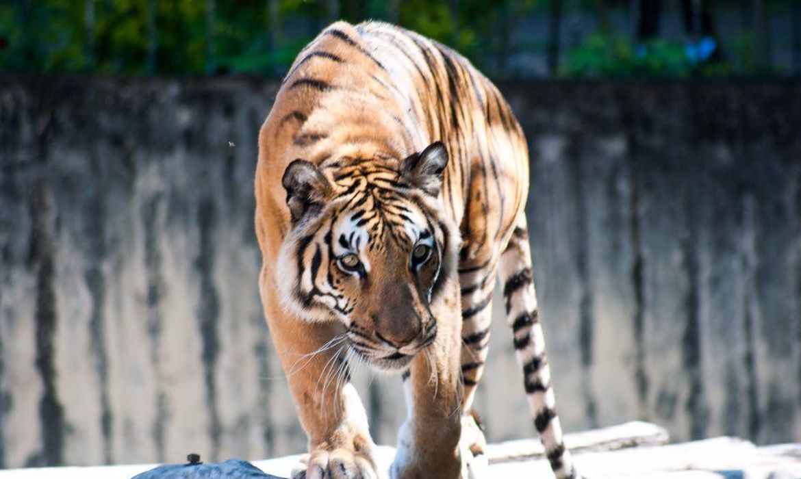 Featured image of post Imagens De Tigres - Fotos de tigres en distintas situaciones, saltando, descansando, acechando, etc…