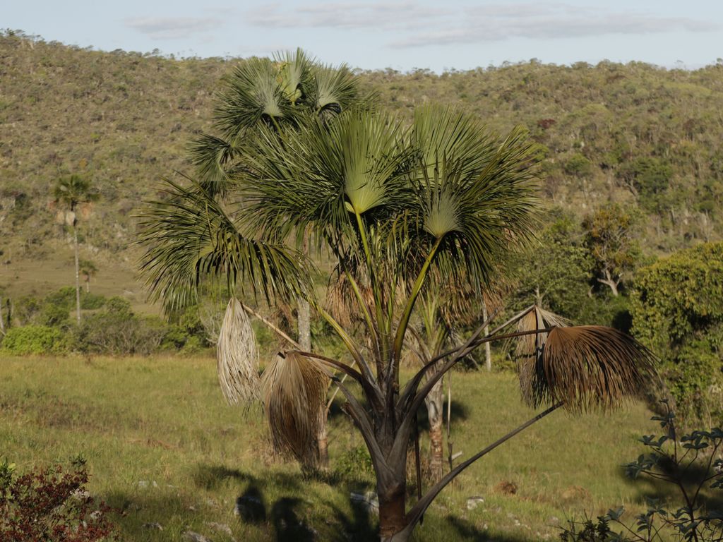 Bioma Do Cerrado Como Um Clássico Exemplo De Selva Equatorial
