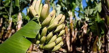 Pesquisa mostra melhoria da produção de bananeiras
