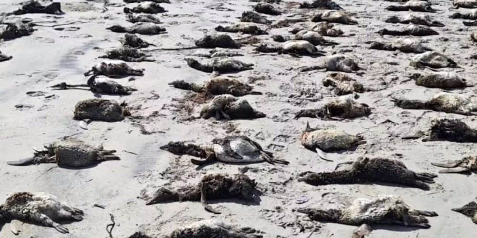 SP: Mais de 100 pinguins foram encontrados mortos em praias do litoral