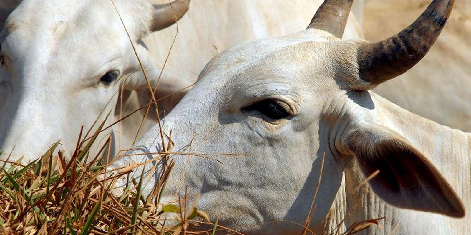 OPERAÇÃO VACA LOCA