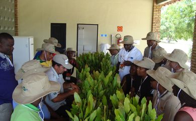  Agrônomos estrangeiros aprendem técnicas de plantio de caju no Ceará (Divulgação/Embrapa)                   