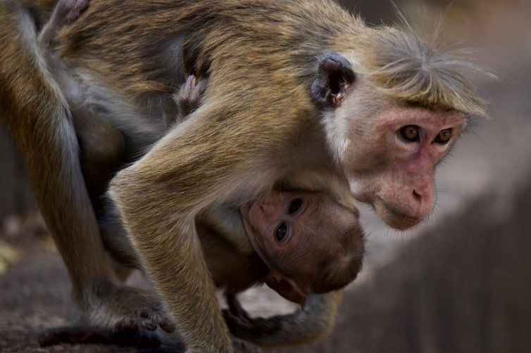 Ilha dos Macacos revela os desafios dos animais em uma antiga cidade em ruínas, no Sri Lanka