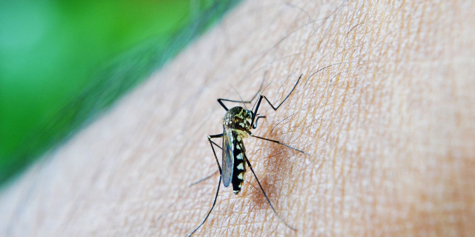 Anvisa alerta sobre repelentes adequados contra o mosquito da