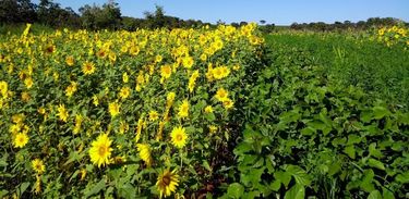 Sementes agroecológicas no Cerrado 