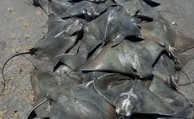 São Vicente (SP), 26/02/2025 - Um grande descarte de raias ticonha (Rhinoptera bonasus e R. brasilienses) ocorreu na praia do Itararé. Foto: UNESP/Divulgação