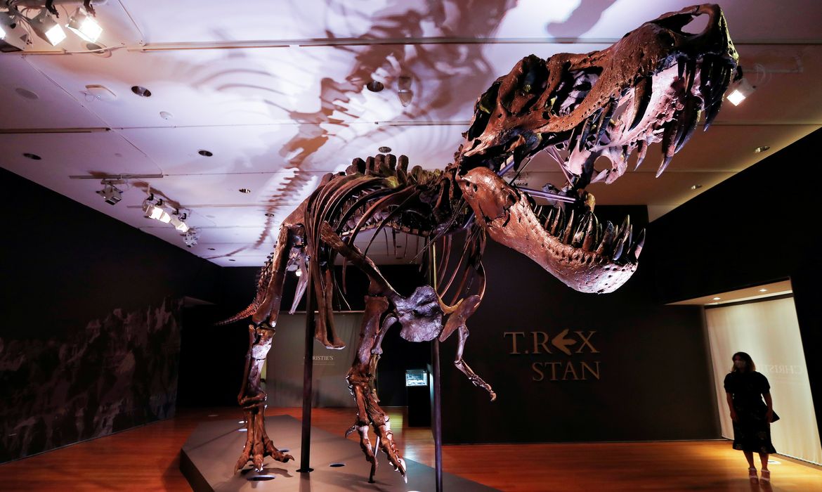 Esqueleto de Tyrannosaurus Rex em Nova York