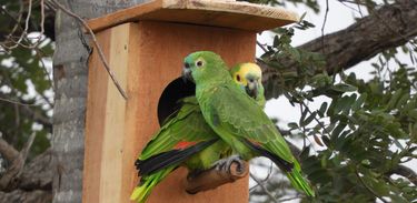 Casal Papagaio Verdadeiro_Foto Dione Sales.JPG