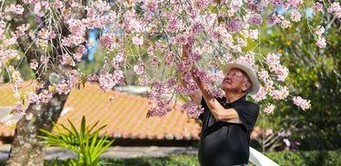 Imigrante japonês quer plantar cerejeiras em todos os estados brasileiros.