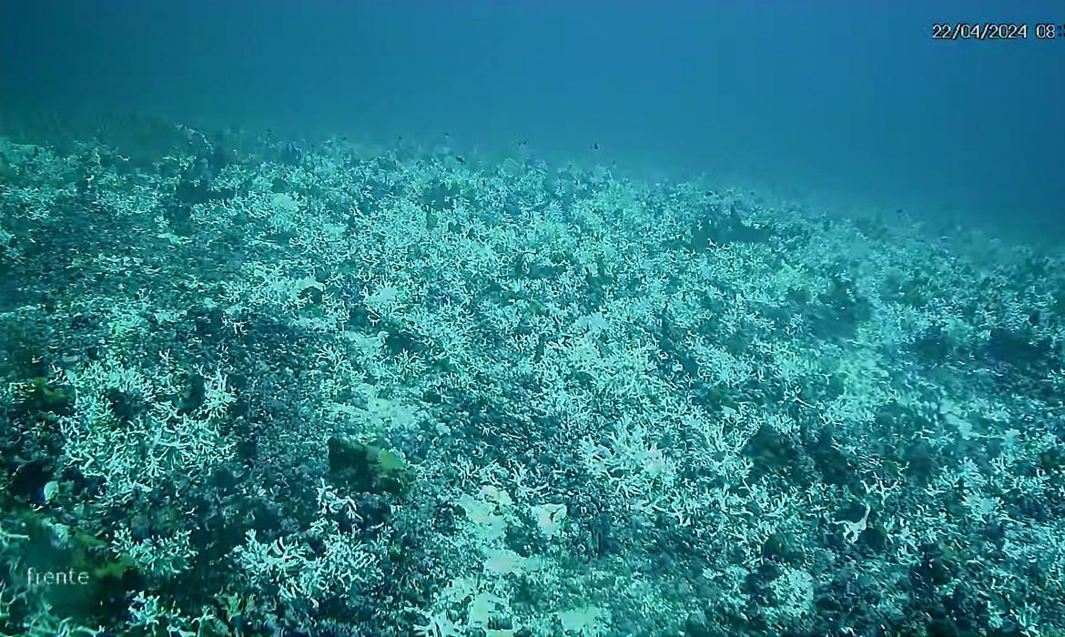BRANQUEAMENTO DE CORAIS - PE - Banco de corais de cadeia submersa do Norte do Brasil mostram branqueamento. - Campo de Milleporas.  Foto: UFPE