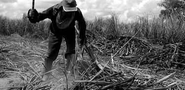 Trabalhador rural da zona canavieira de Alagoas. Outubro de 2006