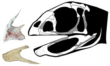 Museu Nacional anuncia descoberta de dinossauro muito raroBerthasaura leopoldinae representa um dos esqueletos mais completos desses répteis descobertos no Brasil
