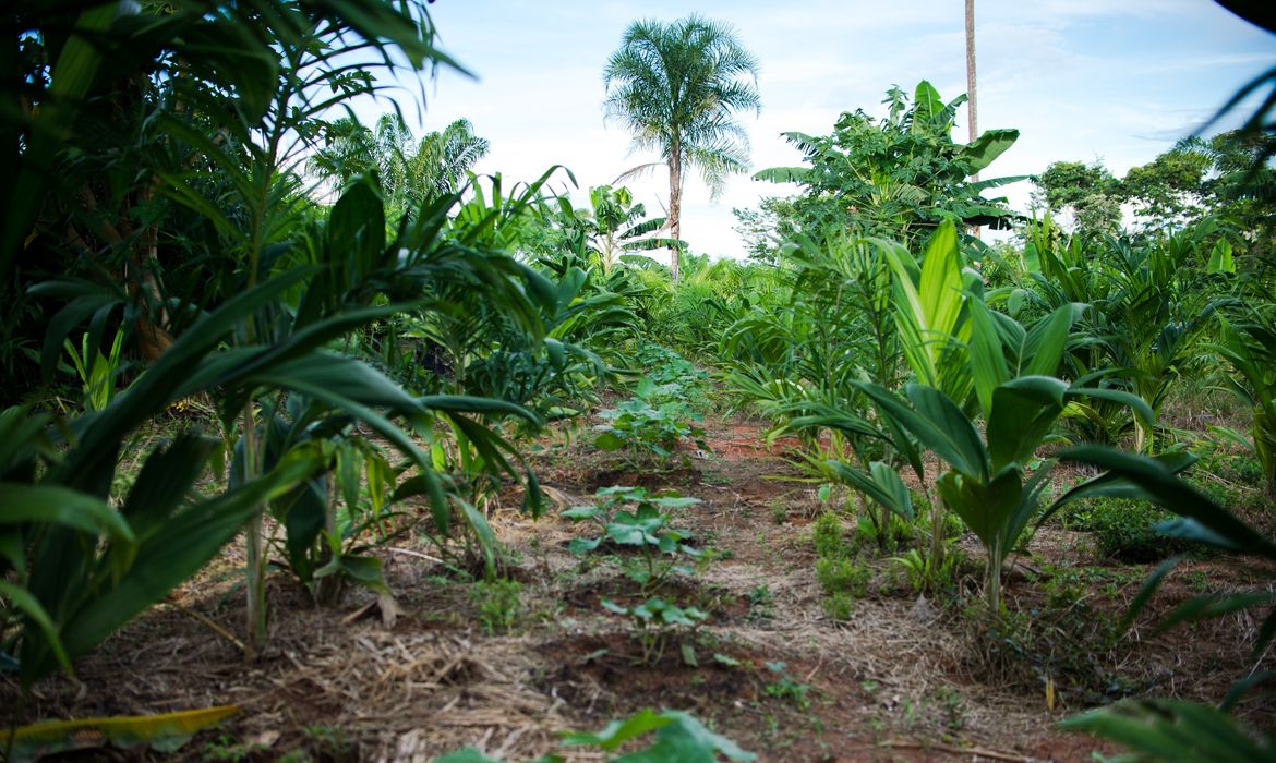 Juruena, MT, Brasil: Horta de legumes e verduras de Cláudio, que trabalha com o sistema agroflorestal, no assentamento Vale do Amanhecer, no município de Juruena. Os sistemas agroflorestais são consórcios de culturas agrícolas com espécies