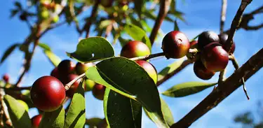 O Camu-camu, fruto amazônico usado para enriquecer farinha de mandioca