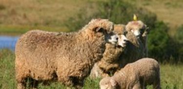 Cabras e ovelhas correm risco de extinção