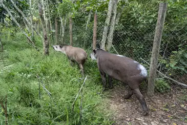 Rio de Janeiro (RJ) -  Soltura de antas do Projeto Guapiaçu - Refauna, REGUA, Rio de Janeiro, Brasil - Antas Jeriva e Juçara. Foto: Vitor Marigo