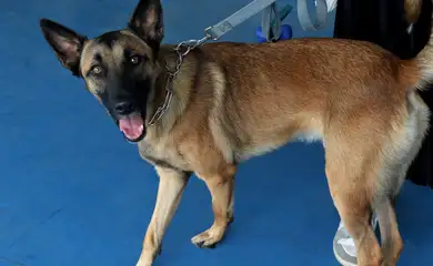 Saiba como agir em casos de intoxicação, queimaduras e quedas em pets