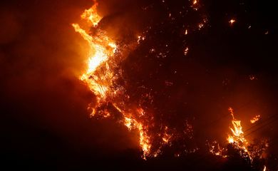 Árvores queimam, após a propagação de incêndios florestais em Vina del Mar, Chile, 3 de fevereiro de 2024. Foto: REUTERS/Rodrigo Garrido