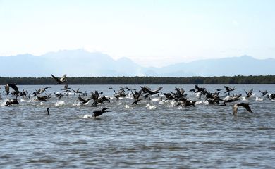 Manguezais da Área de Proteção Ambianetal(APA) de Guapi-Mirim e Estação Ecológica da Guanabara, região hidrográfica da Baía de Guanabara. Na foto, uma revoada de biguá, uma das espécies de aves encontradas na região.