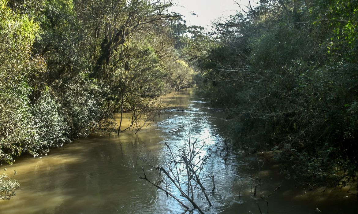 Floresta Nacional de Irati. Foto: ICMBIO/Gov.Br